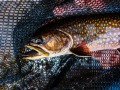 20210501-D750-flyfishing-467