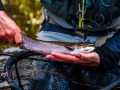 20210501-D750-flyfishing-491