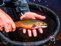 20210501-D750-flyfishing-585