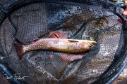 20210501-D750-flyfishing-465