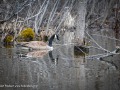 2022-04-23-Z6-family-wildlife-461