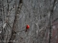 2022-04-23-Z6-family-wildlife-527