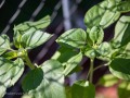 20220725-Z6-garden-20