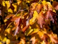 20221011-Z6-fallcolour-16