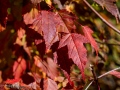 20221011-Z6-fallcolour-4