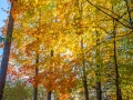 20221011-Z6-fallcolour-403