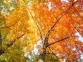 20221011-Z6-fallcolour-417