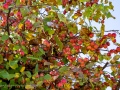 20221011-Z6-fallcolour-6