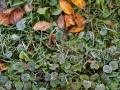 20221028-Z6-leaves-frost-14