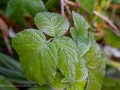 20221028-Z6-leaves-frost-23