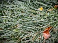 20221028-Z6-leaves-frost-50