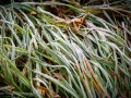 20221028-Z6-leaves-frost-61