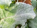 20221028-Z6-leaves-frost-76