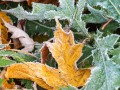 20221028-Z6-leaves-frost-86