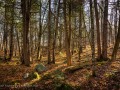 20221030-Z6-gatineaupark-139