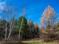 20221030-Z6-gatineaupark-83