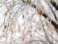 20230406-Z6-freezingrain-105