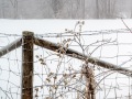 20230406-Z6-freezingrain-112