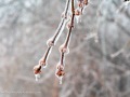 20230406-Z6-freezingrain-169