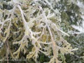 20230406-Z6-freezingrain-57