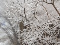 20230406-Z6-freezingrain-75