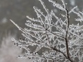 20230406-Z6-freezingrain-76