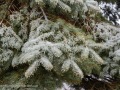 20230406-Z6-freezingrain-84