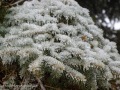 20230406-Z6-freezingrain-87