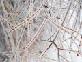 20230406-Z6-freezingrain-91