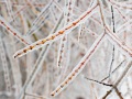 20230406-Z6-freezingrain-93