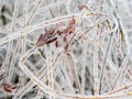 20230406-Z6-freezingrain-97