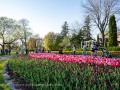 20230509-Z6-tulips-Ottawa-199