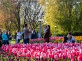 20230509-Z6-tulips-Ottawa-202