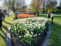 20230509-Z6-tulips-Ottawa-211