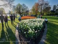 20230509-Z6-tulips-Ottawa-215