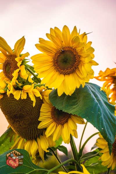 20230925-Z6-farm-sunflowers-12