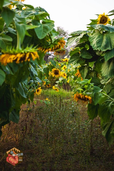 20230925-Z6-farm-sunflowers-15