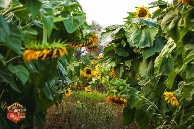 20230925-Z6-farm-sunflowers-17