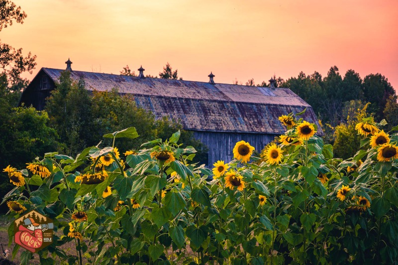 20230925-Z6-farm-sunflowers-2