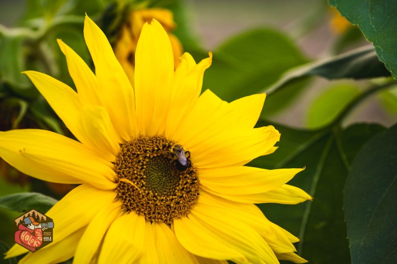 20230925-Z6-farm-sunflowers-20