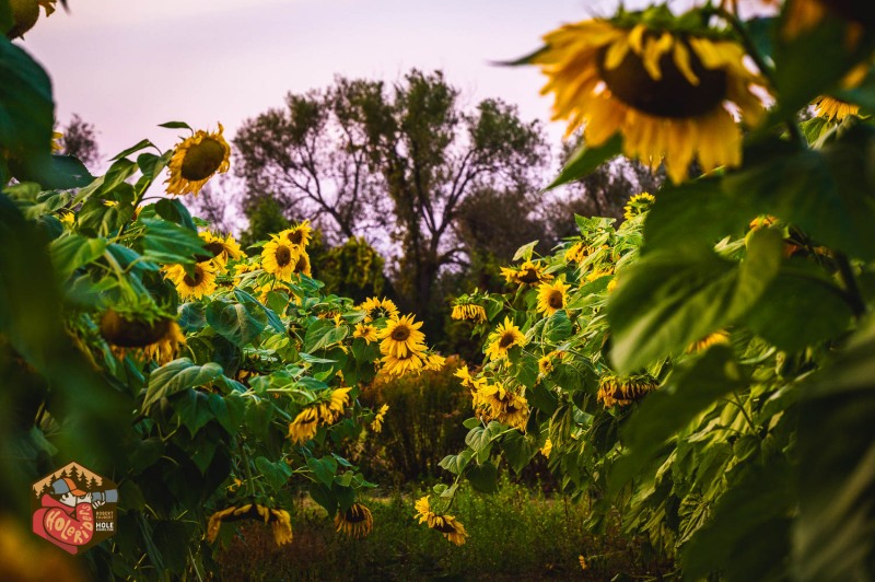 20230925-Z6-farm-sunflowers-22