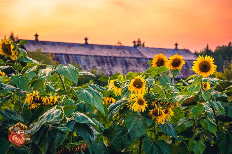 20230925-Z6-farm-sunflowers-25