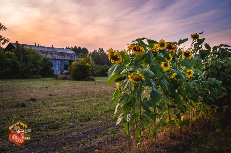 20230925-Z6-farm-sunflowers-29