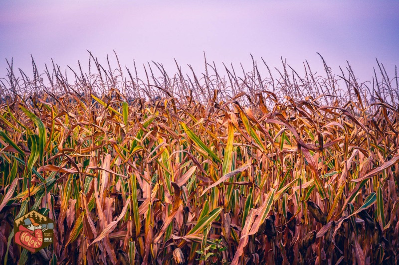 20230925-Z6-farm-sunflowers-31