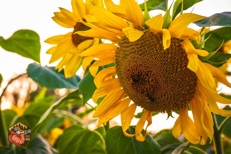 20230925-Z6-farm-sunflowers-9