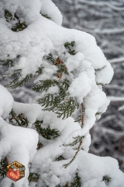 20231205-Z6-Ottawa-snow-60