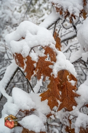 20231205-Z6-Ottawa-snow-76