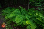 20240609-Z6-lusk-cave-hike-77