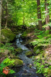 20240609-Z6-lusk-cave-hike-88