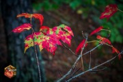 2024-09-24-Z6-Algonquinpark-136